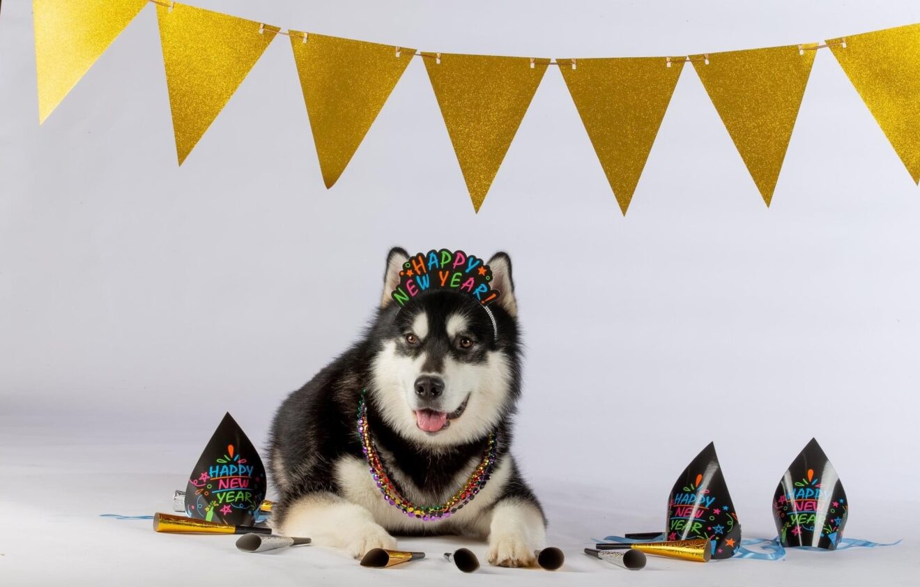 Husky dog wearing a crown that reads "Happy New Year"