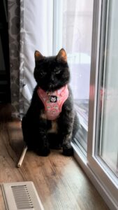 A black cat wearing a pink harness sitting in front of a window.