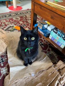 A black cat sitting on brown paper.