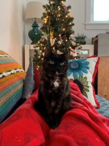 A black and brown cat sitting on a couch in front of a Christmas tree.