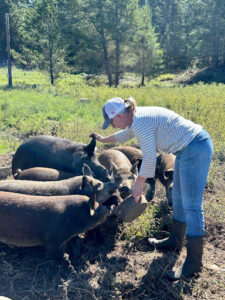 A woman feeding a group of pigs.