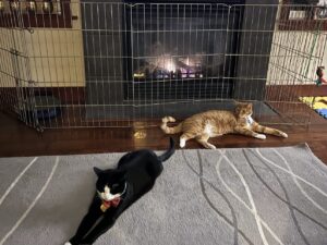black cat on carpet and orange cat on wood floor